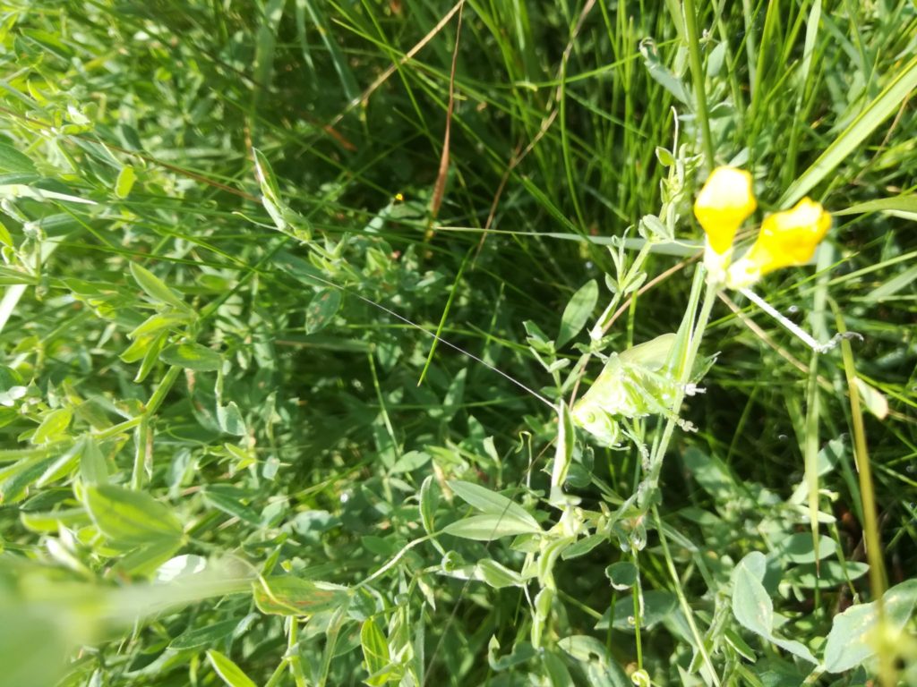 Naturen Nær Farum sø, Baunesletten. Gul fladbælg (Lathyrus pratensis) og en Løvgræshoppe, der ikke er skarp nok på billedet til at den kan artsidentifiseres. Men kan du finde den?
