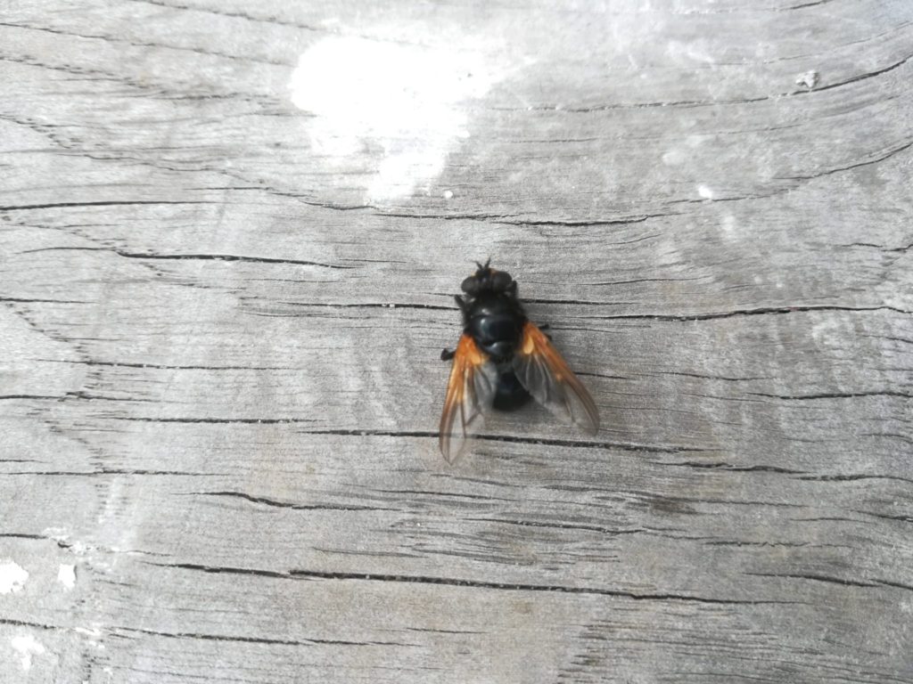 Natur nær Farum sø, Baunesletten. Denne meget fine flue har ikke fået et dansk navn, den hedder på latin Mesembrina meridianus.