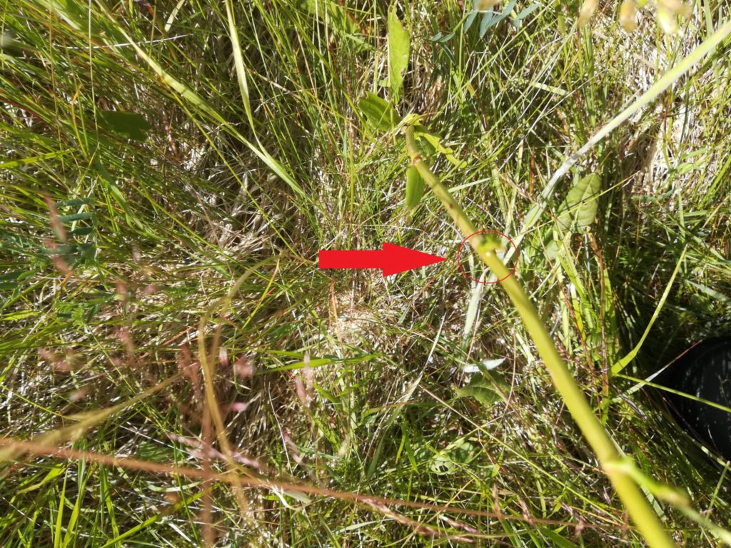 Naturen nær Farum sø - på jagt efter Violetrandet ildfugl. Den røde pil peger mod en lille hvid cirkel på Almindelig Syre (Rumex acetosa), det er et æg af Violetrandet Ildfugl (Lycaena hippothoe), set på Bauneseletten.