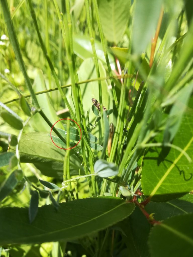Naturoplevelser ved Småsøerne. Æg fra Isblåfugl (Polyommatus amandus), på Muse-Vikke (Vicia cracca).