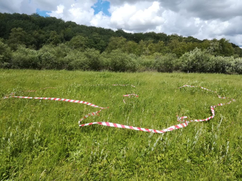 Red en truet art - Isblåfuglen. Markering af område hvor høslættet til august helst skal gå uden om. Men her melder jeg mig gerne til at gå med en havesaks og klippe pilen, for den skal ikke have lov til at vokse sig stor og skygge alle de vigtige planter, som Isblåfuglen lever af.