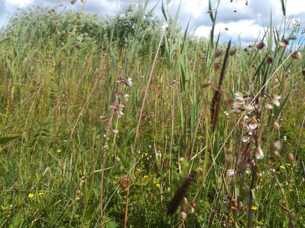 Øvre Mølle ådal. Skøn naturoplevelse ved Bastrupkæret, se lige den flotte vegetation med orkideer.