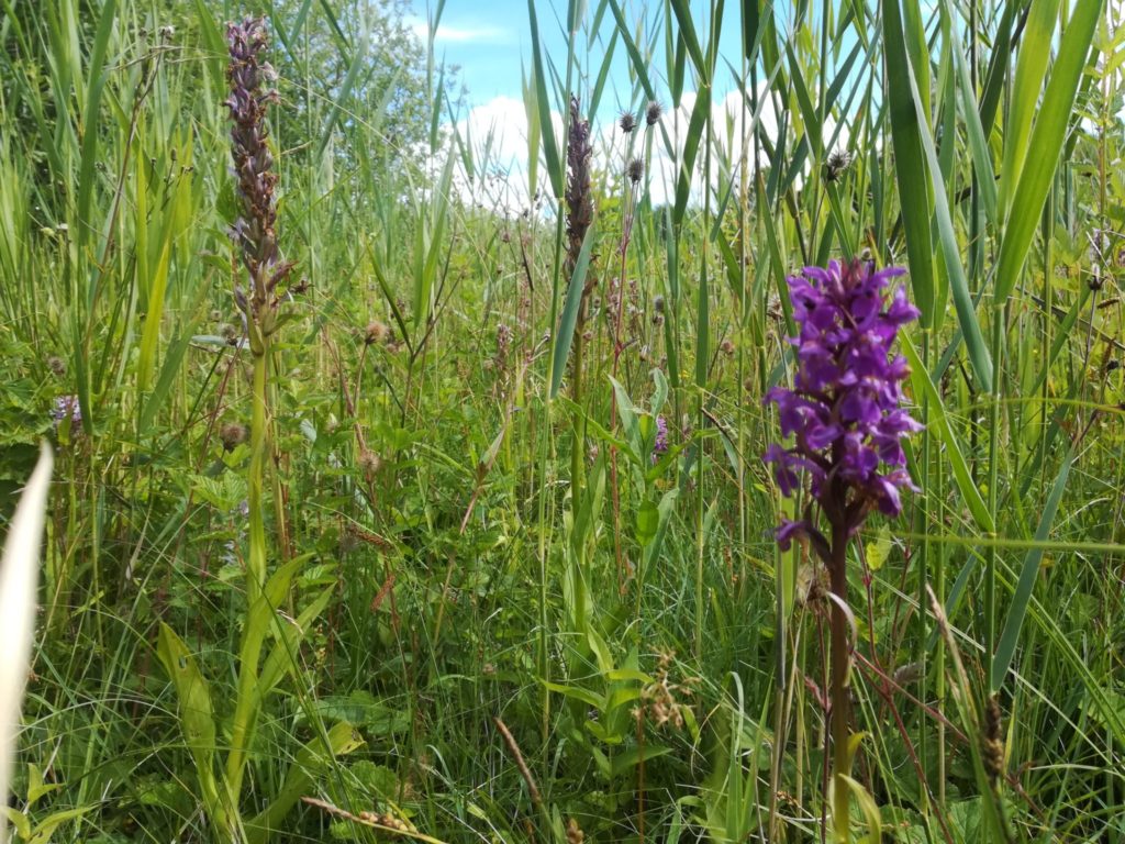 Naturen i Øvre Mølle ådal. Maj-gøgeurten er med sin smukke lilla farve en af vores kønneste Gøgeurter. Den vokser også i Bastrupkæret. Husk at man ikke må plukke orkideer! De er fredet, og hvis man plukker dem kommer de ikke igen året efter. De kræver også helt bestemte jordforhold, der er en grund til at de er sjældne, så tag dem ikke med hjem og plant dem - de dør!