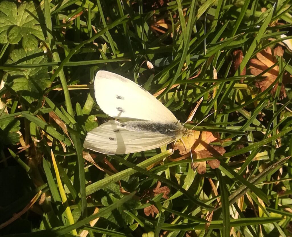 Lille Kålsommerfugl (Pieris rapae), den er nu fin den lille og meget almindelig sommerfugl. Denne så vi nu ikke så mange af på Bognæs.