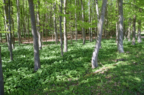 Løvskovensunderskov på Bognæs var fyldt med Ramsløg (Allium ursinum).