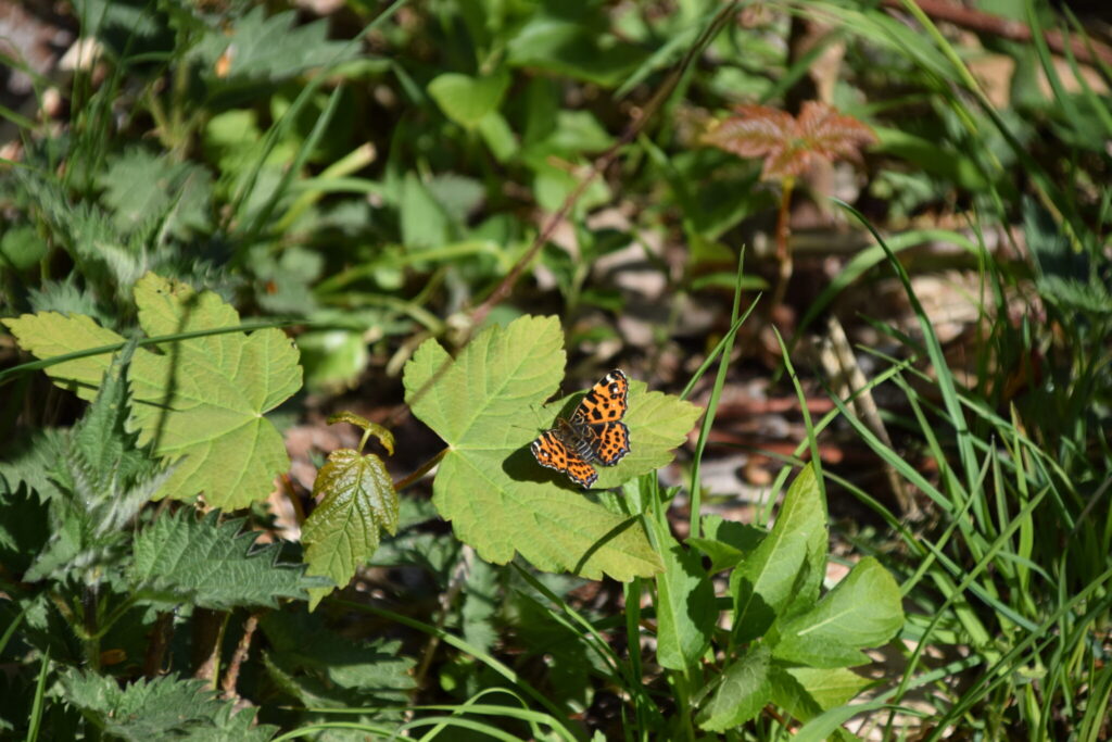 Nældesommerfugl (Araschnia levana) hygger sig i overgangen fra eng til skov på Bognæs.