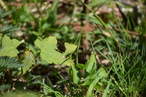 Nældesommerfugl (Araschnia levana) med de karakteriske undervinger, hviler sig i en lysning på Bognæs.