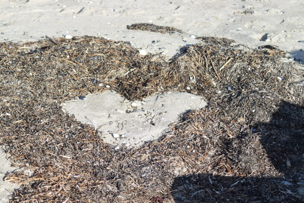 Naturens finurligheder har lavet et hjerte af Ålegræs aka. Almindelig bændeltang (Zostera marina). Ulvshale Nordstrand, Oplev spændende Møn.