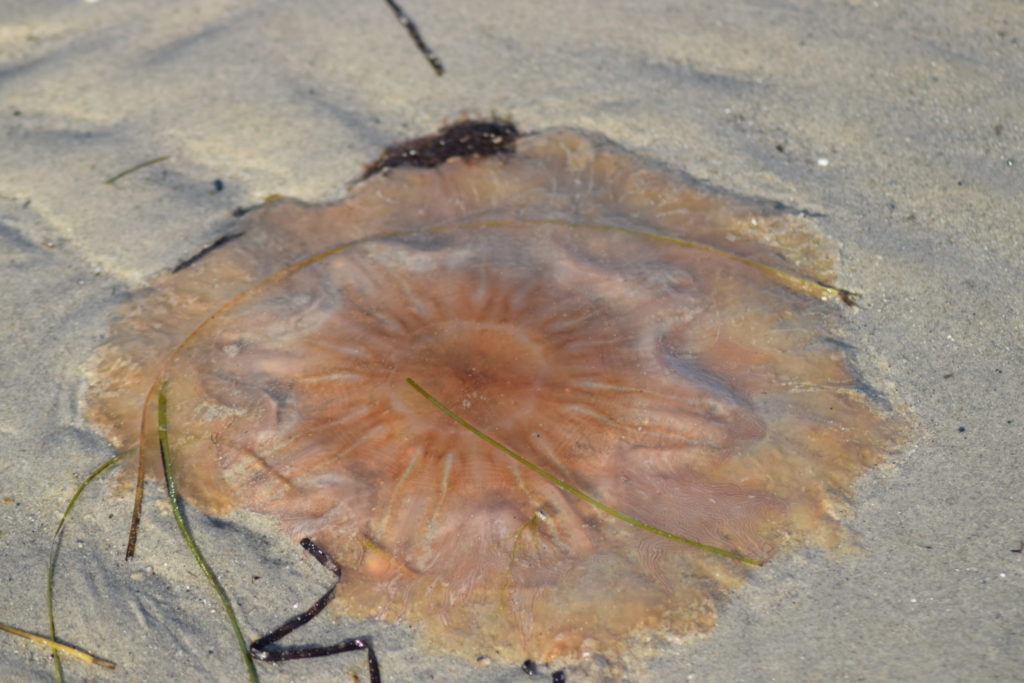 Rød Brandmand (Cyanea capillata) ender sine dage på stranden. Der var overraskende mange af dem. Ulvshale Nordstrand, Oplev spændende Møn.