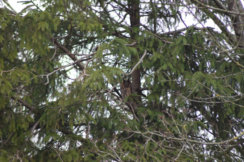 ovhornugle (Asio otus) tager sig en lur i den lille gran. Flyvestation Værløse er et godt sted at se på rovfugle i naturen.