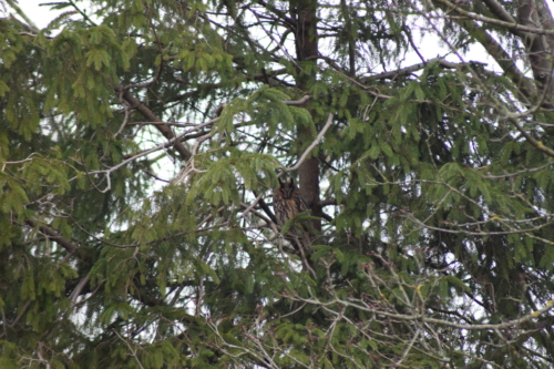 ovhornugle (Asio otus) tager sig en lur i den lille gran. Flyvestation Værløse er et godt sted at se på rovfugle i naturen.