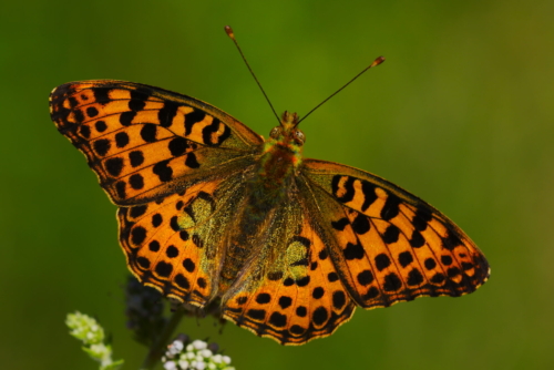 Storplettet perlemorsommerfugl (Issoria lathonia) lever i skovene på Bognæs. Dette billede er taget af Jose Delgar.