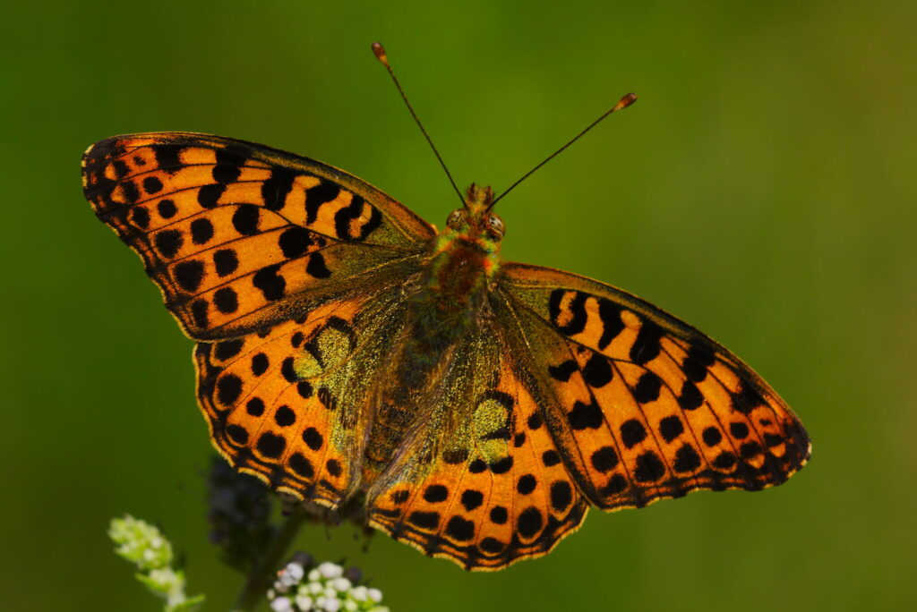 Storplettet perlemorsommerfugl (Issoria lathonia). Denne meget smukke og meget store sommerfugl (35 - 48 mm), så vi mange af på en enkelt strækning i skoven. Desværre ville de ikke sidde stille (og i privat skov må man ikke forlade stien), så jeg fik ikke et billede. Derfor er det her et billede taget af Jose Delgar fra flicker.