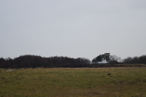 Udsigt over Flyvestation Værløse i januar. Man kan se kontroltårnet i baggrunden. I forgrunden en Musvåge (Buteo buteo).
