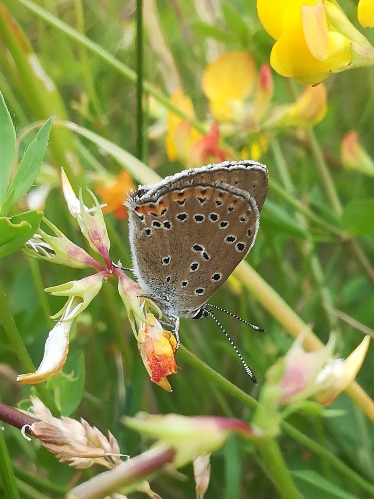 Violetrandet ildfugl (Lycaena hippothoe) han på Almindelig Kællingetand (Lotus corniculatus) på Flyvestation Værløse.