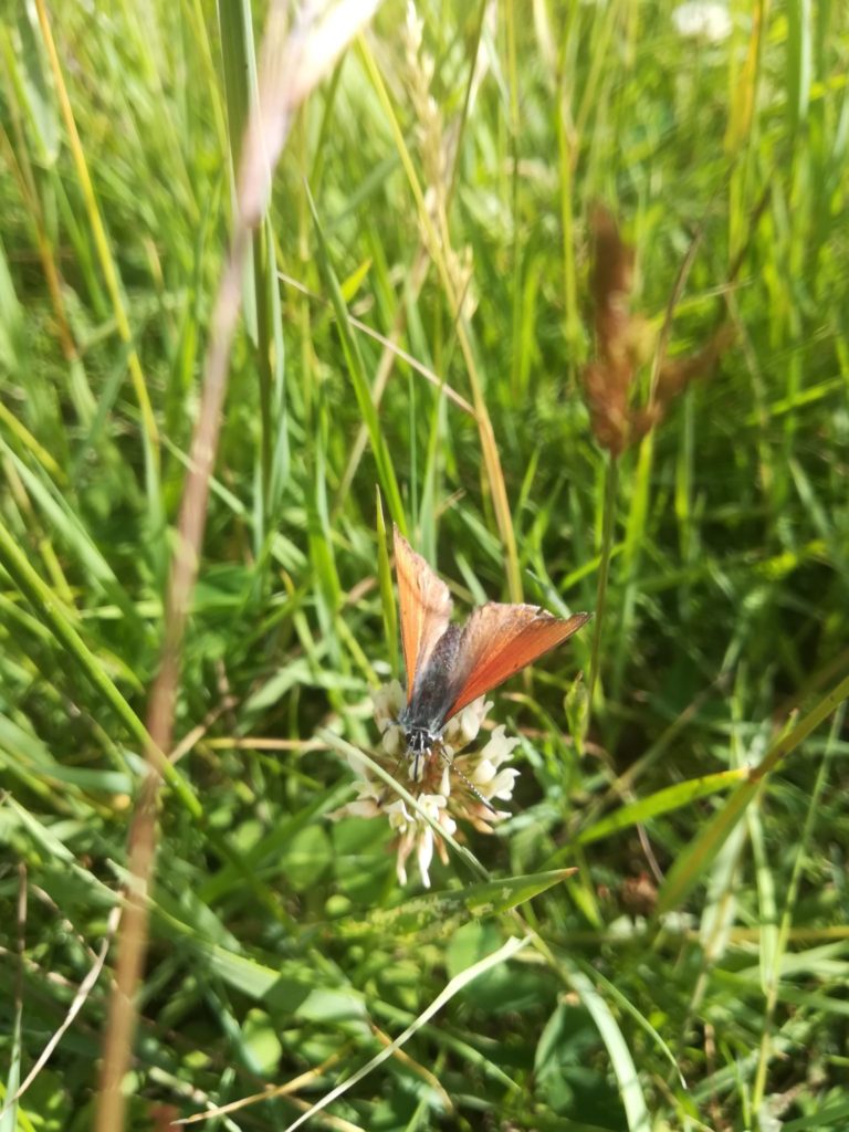 Violetrandet Ildfugl han (Lycaena hippothoe) på Hvid kløver (Trifolium repens)