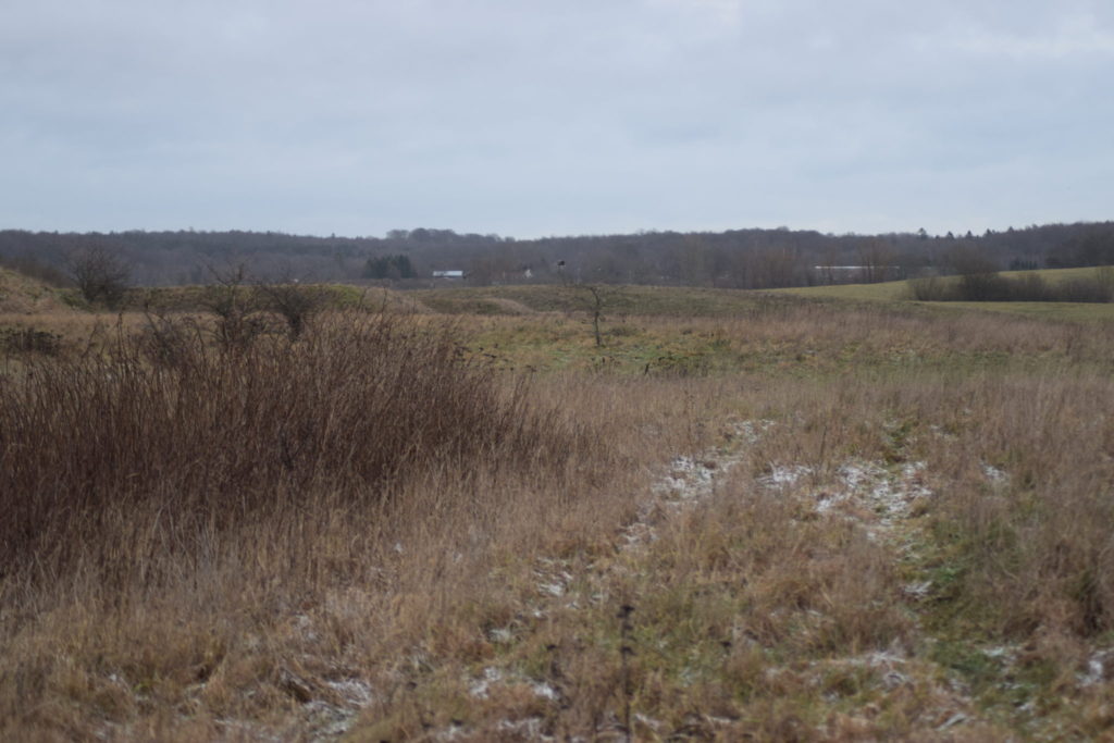 Violetrandet ildfugl (Lycaena hippothoe) har en enkelt Hindbærbusk (Rubus idaeus) i deres område. Men i vintermånederne er det råvildtets busk. Hold da op de har spist. På Flyvestation Værløse. Smuk natur.