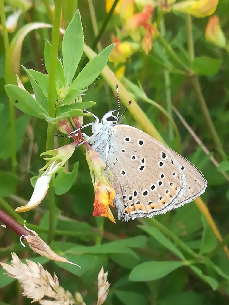 Furesø kommunes bud på en vinder i Sommerfuglekonkurrencen. Violetrandet Ildfugl (Lycaena hippthoe) på Almindelig Kællingetand (Lotus corniculatus).