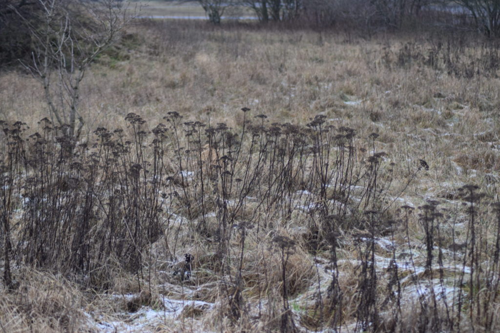 Vissen Rejfan (Tanacetum vulgare) på Flyvestation Værløse. Naturen er nu også meget smuk om vinteren.