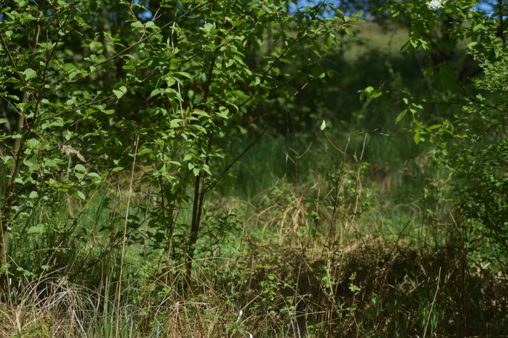 Grøn Busksommerfugl (Callophrys rubi) bruger Tørst (Rhamnus frangula) som værtsplante. Her fotograferet ved fattigkæret ved Præstegårdsengen nær Farum sø. Billedet er taget i maj 2018 af Zelina Elex Petersen. Beskyttelse af Grøn busksommerfugl. Beskyttelse af dagsommerfugle. Ildfugl.com.