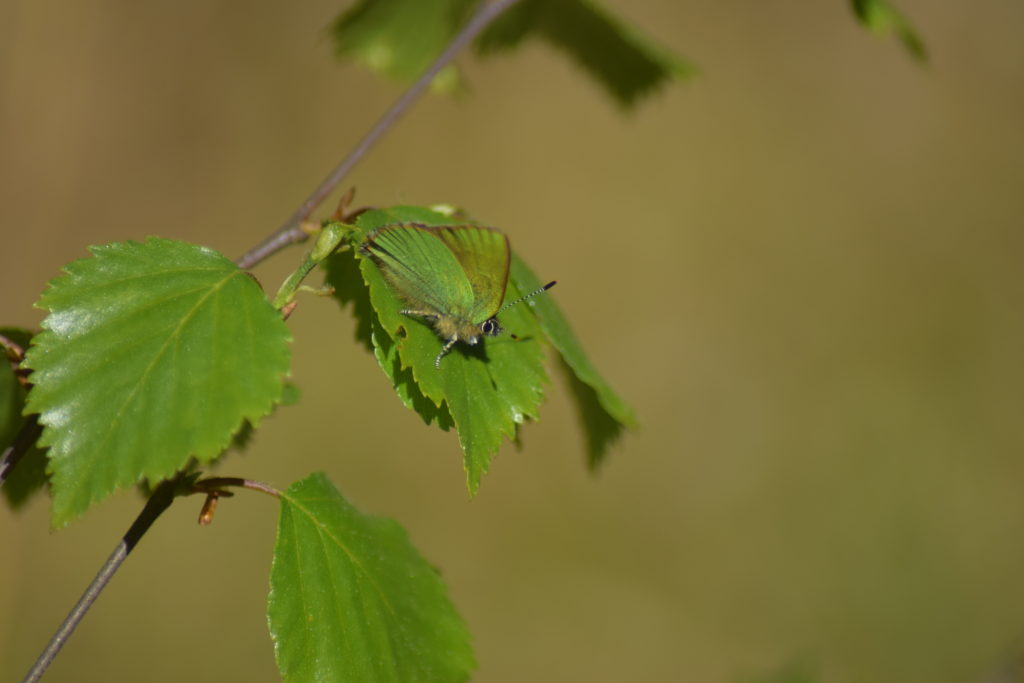 Grøn Busksommerfugl (Callophrys rubi) på Dunbirk (Betula pubescens), ved Farum Sortmose. Billedet er taget i maj 2018 af Zelina Elex Petersen. Beskyttelse af Grøn busksommerfugl. Beskyttelse af dagsommerfugle. Ildfugl.com.