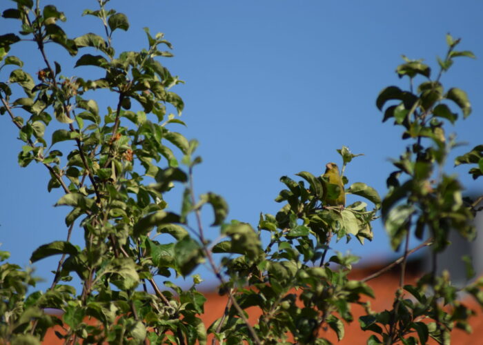 Grønirisk (Chloris chloris) i æbletræet i min gård. Finkeart og en trækgæst på vej nordpå. Fra "Fugle i byen og i min byhave".