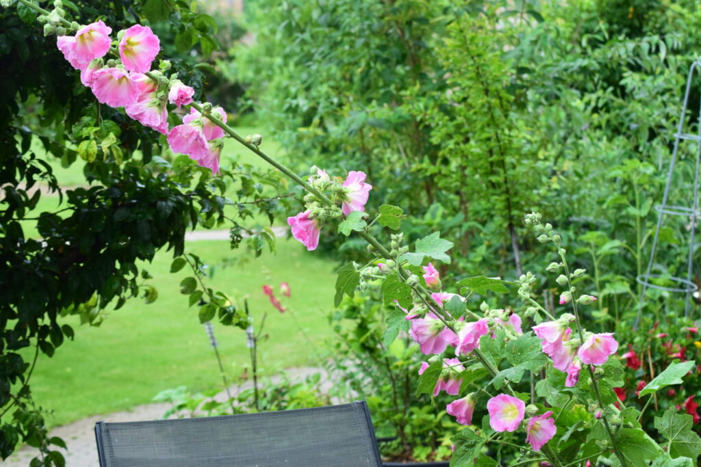 Min lyserøde Almindelige Stokrose (Alcea Rosea). Den er blomstret for første gang i år. Jeg har selv sået den i min byhave. Ildfugl.com, Blog, Haven, Haveblog - Min have den 7 juli 2020.