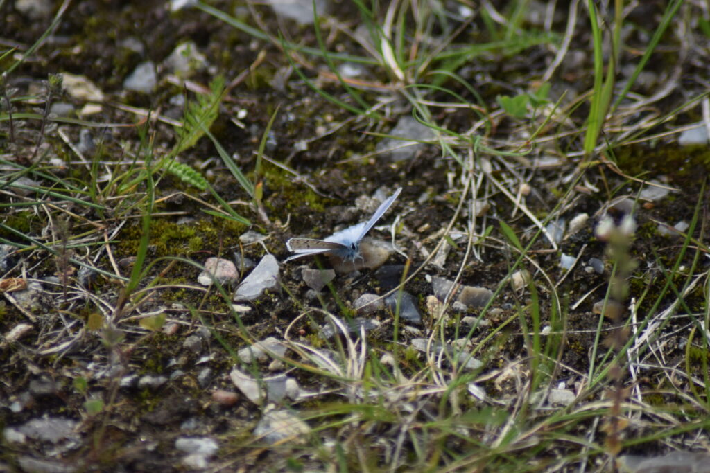 Han af Almindelig Blåfugl (Polyommatus icarus). Læg også mærke til den lyseblå overside, som er det normale for hannen. Billedet er taget af Zelina Elex Petersen i juni 2017 på Flyvestation Værløse. Sommerfugleforvaltning, forvaltning af Almindelig Blåfugl, Ildfugl.com.