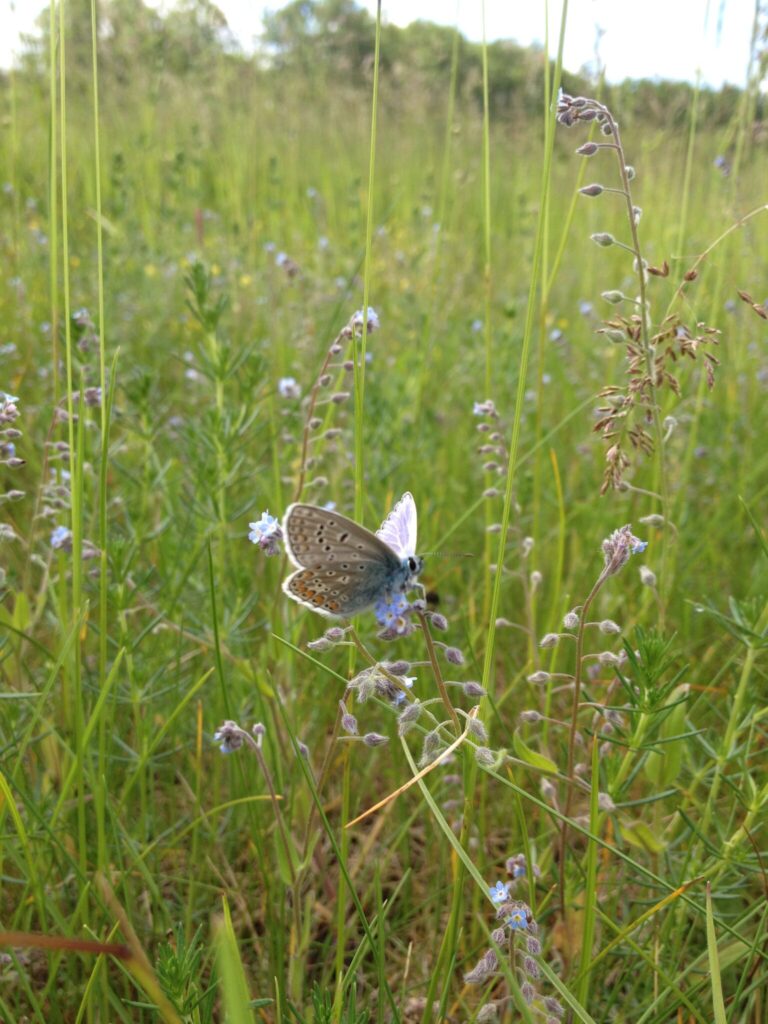 Han af Almindelig Blåfugl (Polyommatus icarus) på Forglemmigej (Myosotis sp.). Man kan kende hannen på den gråhvide underside, som man kan se her på billedet. Billedet er taget af Zelina Elex Petersen i juni 2017. Sommerfugleforvaltning, forvaltning af Almindelig Blåfugl, Ildfugl.com.