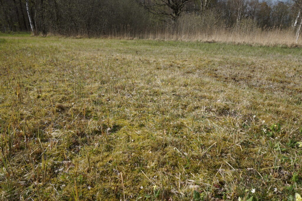 Lav vegetation i Børstingerød mose for Mørk Pletvinge larvens skyld. Forvaltning af Mørk Pletvinge (Melitaea diamina), forvaltning af dagsommerfugle, ildfugl.com.