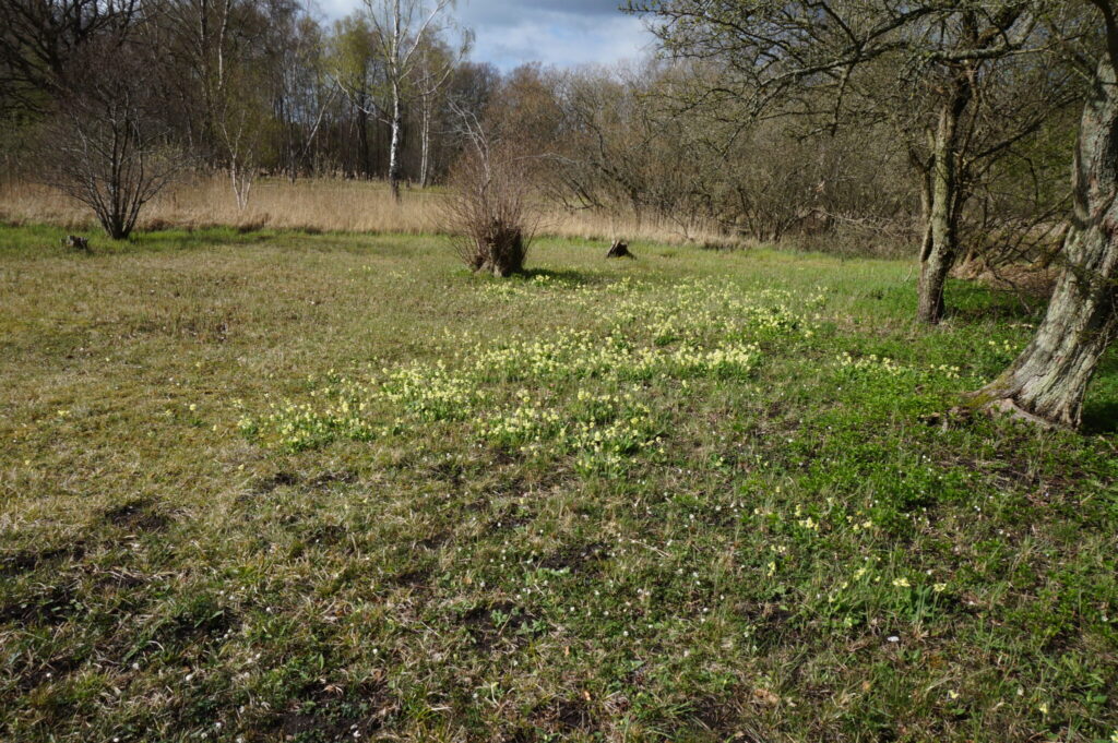 Børstingerød mose er hjemsted for Mørk Pletvinge. Forvaltning af Mørk Pletvinge (Melitaea diamina), forvaltning af dagsommerfugle, ildfugl.com.