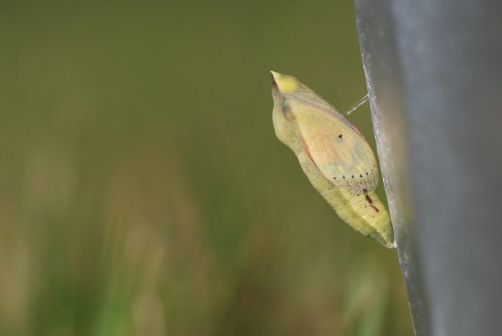 Puppe af Orange Høsommerfugl (Colias crocea). Den er gulgrøn med gul sidelinje, og igen ligner den puppen af Gul Høsommerfugls æg (Colias Hyale). Beskyttelse af Orange Høsommerfugl (Colias crocea). Ildfugl.com