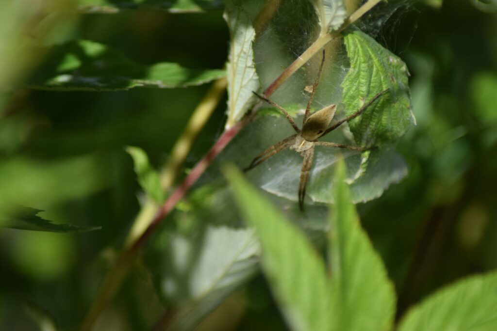 Almindelig Rovedderkop (Pisaura mirabilis) gemmer sig i sit net på Almindelig Mjødurt (Filipendula ulmaria). En af de mange spændende arter, som jeg stødte på i hestefolden ved Høje Gladsaxe. Foto: Zelina Elex Petersen.