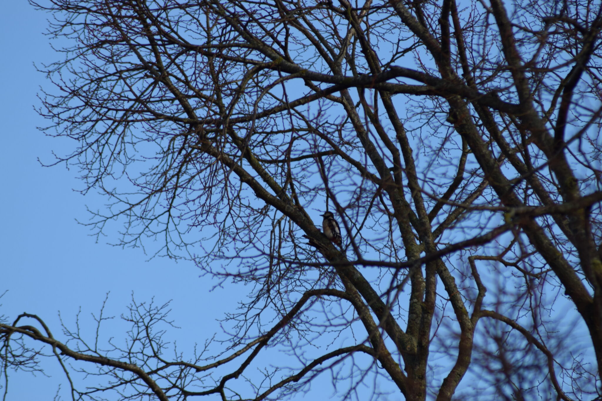 Stor Flagspætte (Dendrocopos major) i parken ved Degnemosen 27.02.2022. Ildfugl.com