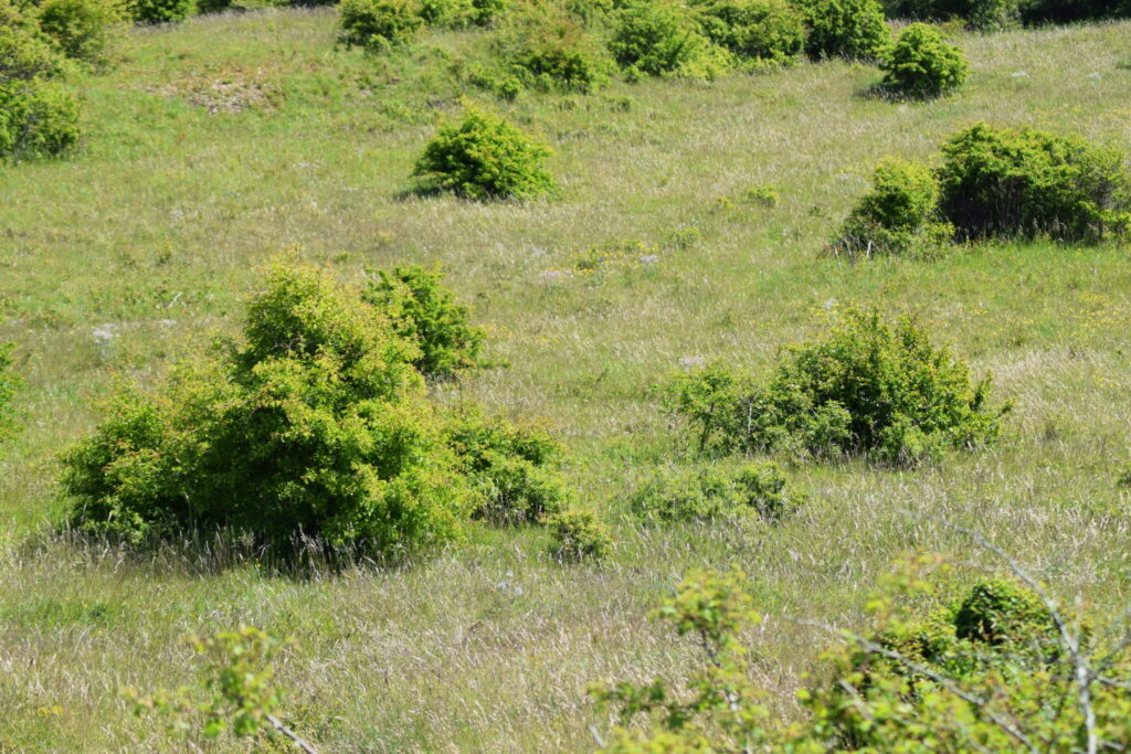 Eksempel på en god lokalitet for Fransk Bredpande (Pyrgus amoricanus) på Røsnæs. Her bliver der græsset med kvæg og vegetationen er få cm høj. Her er mange bare pletter jord og spredte buske der giver lidt læ. Masser af varme til den varmeelskende sommerfugl. Fotograferet af Zelina Elex Petersen. Ildfugl.com