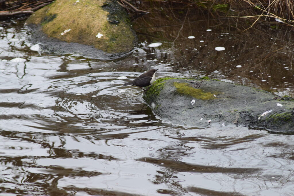 Den lille Vandstær (Cinclus cinclus) er lige kommet op fra jagt nede under vandet i Værebro å.Blog, Oplevelser/ Udflugter/ Felttur, Hyggetur, Ildfugl.com