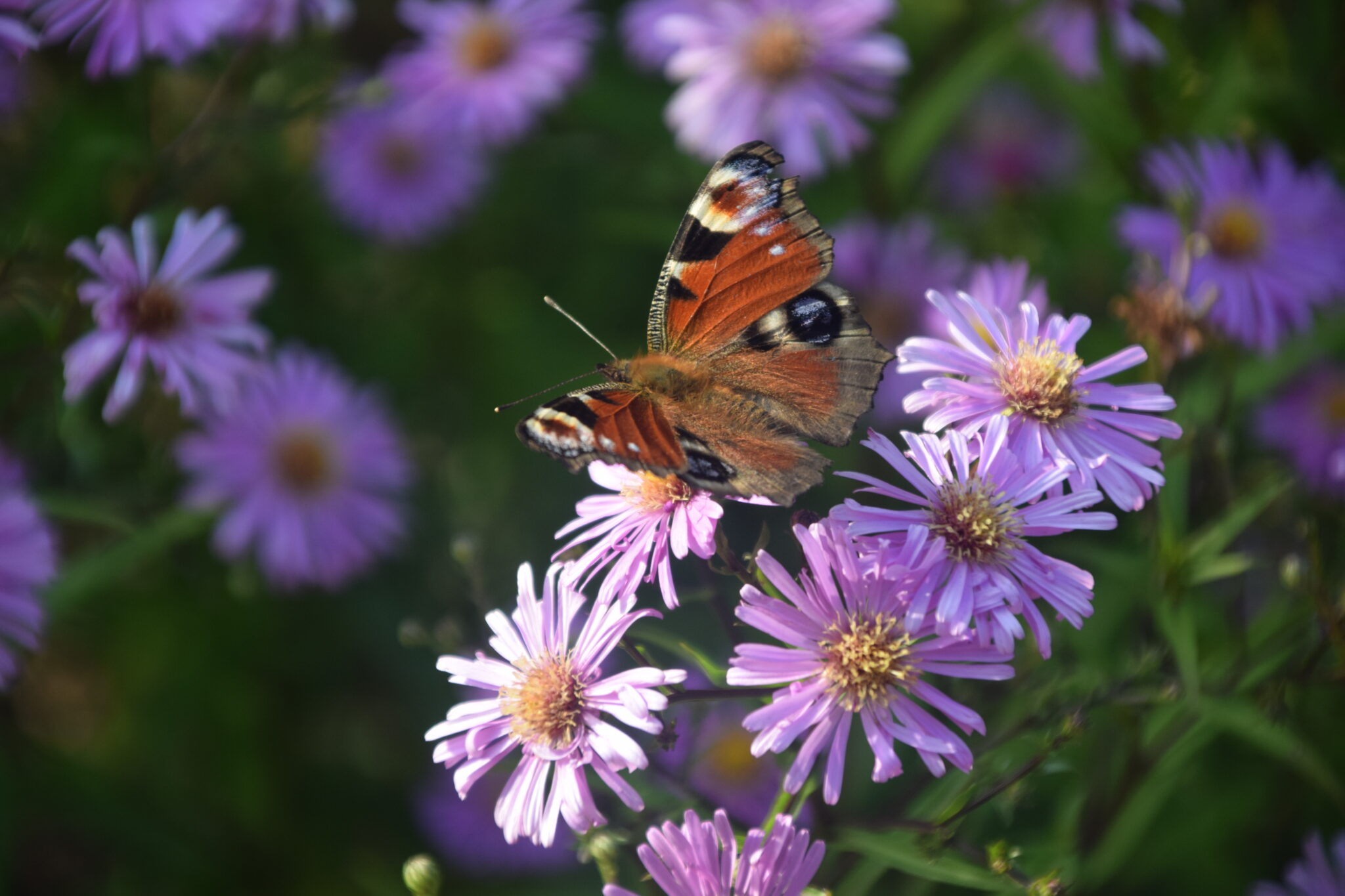 Tips til at lave sin egen sommerfuglehave. Min blog Zelina Elex Petersen