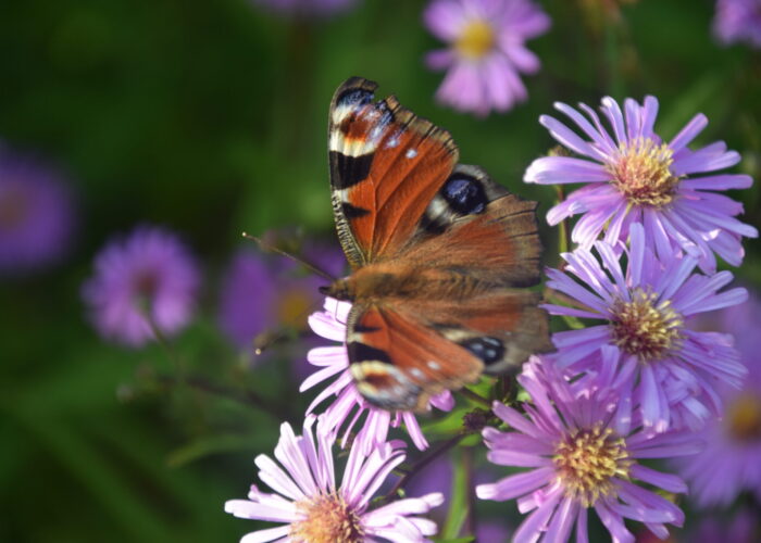 Dagpåfugleøje (Inachis io) på asters (astars sp.) en smuk sommerfugl, måske Danmarks smukkeste sommerfugl. Læs om hvordan du får denne sommerfugl til at flytte ind i din have her.