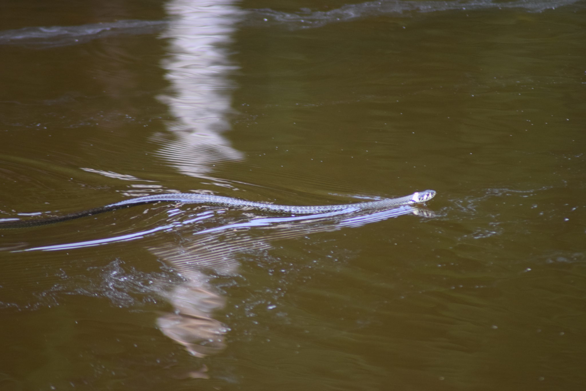Snog (Natrix natrix) svømmer i Store Brænteljun sø i Hareskoven. Spændende naturoplevelse.