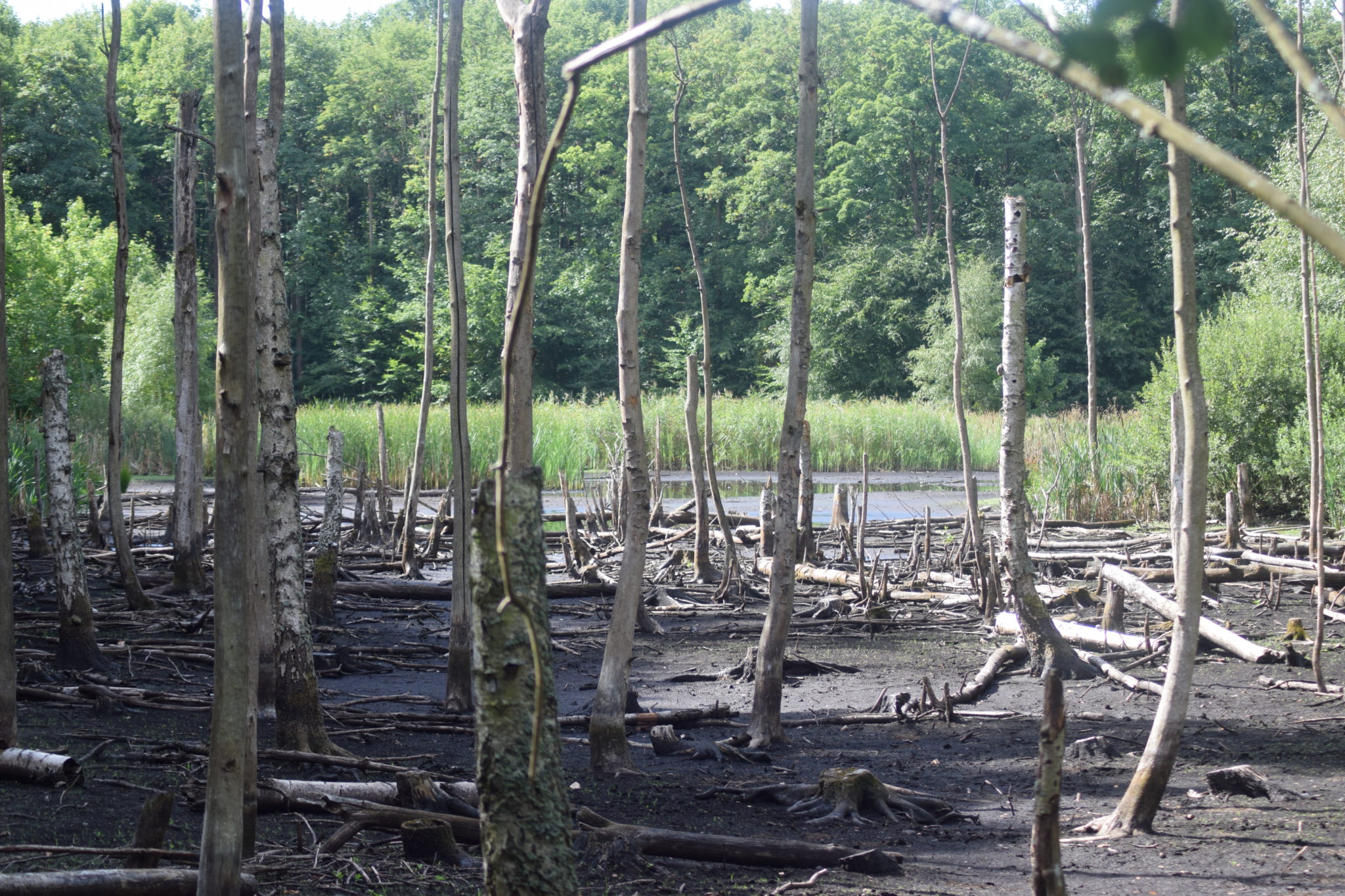 De døde elmetræer (Ulmus sp.) er normalt dækket af vand i Store Brænteljung sø.