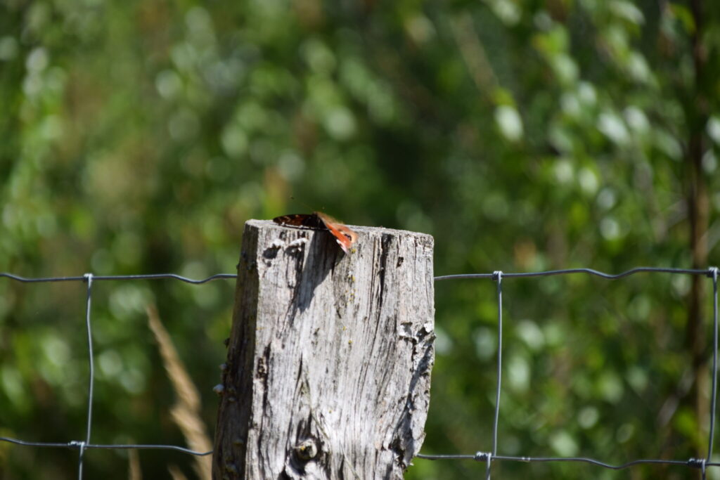 Dagpåfugleøje (inachis io) soler sig på en pæl på Bognæs. Sommerfugle elsker at slikke sol, og Dagpåfugleøje er ingen undtagelse. Denne smukke almindelige sommerfugl er en sand dansk fryd!