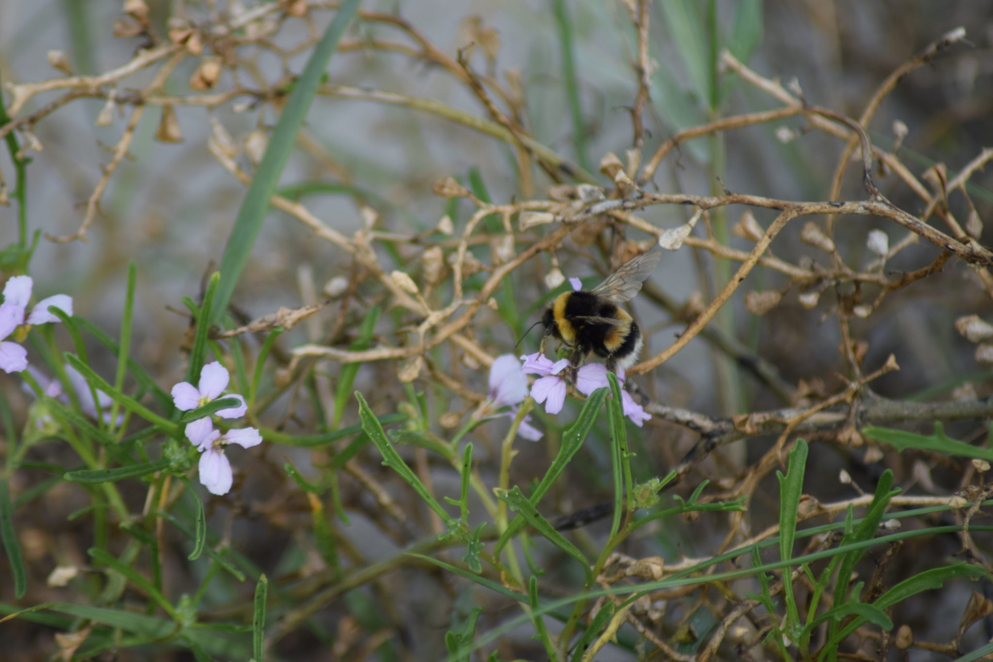 En bi nyder Østersø-Strandsennep (Cakile maritima ssp. baltica) her i det sene efterår. Oplev spændende Møn.