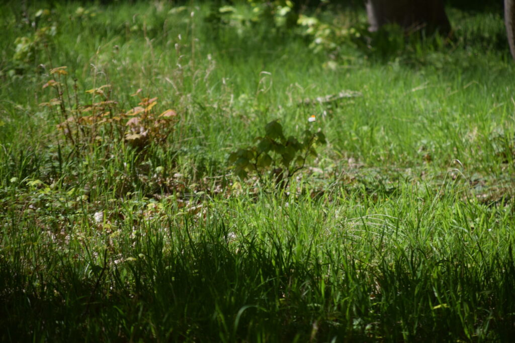 I overgangen fra eng til skov lever der mange sommerfugle. Her i lysningen på Bognæs, stod der flere Løgkarse (Alliaria petiolata) planter. Ser man godt efter, vil man lægge mærke til en han af Aurora (Anthocharis cardamines), som flyver rundt. Billedet er taget den 29 april 2019 af Zelina Elex Petersen. Aurora forvaltning. Forvaltning af Dagsommerfugle. Ildfugl.com