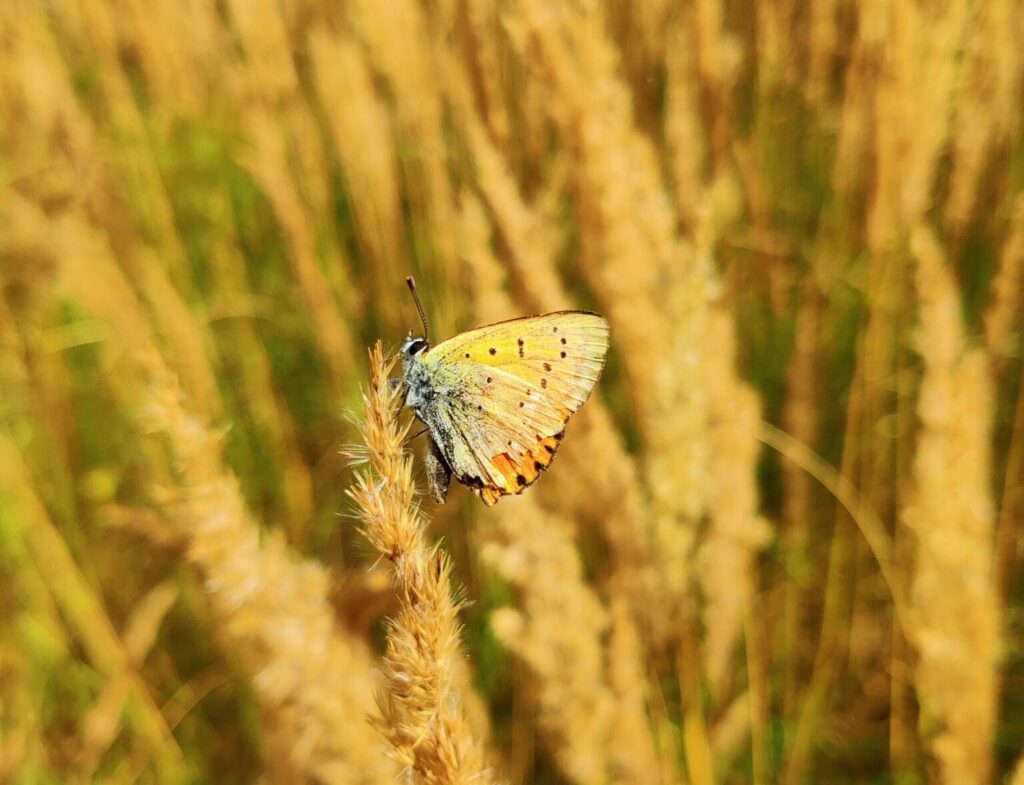 På sommerfugleturen i Jægerspris Skydeterræn så jeg og deltagerne bl.a. denne smukke Dukatsommerfugl (Lycaena virgaureae). En art der netop var ved at være på sidste udkald for i år, hvilket man også kan se på den slidte vinge. Den fløj ivrigt rundt på sin sædvanlige hoppende måde. Deltagerne fik selvfølgelig en kvick beskrivelse af arten. Sommerfugle er mit speciale, og derfor et oplagt emne for en guidet tur i naturen. Foto af Zelina Elex Petersen.