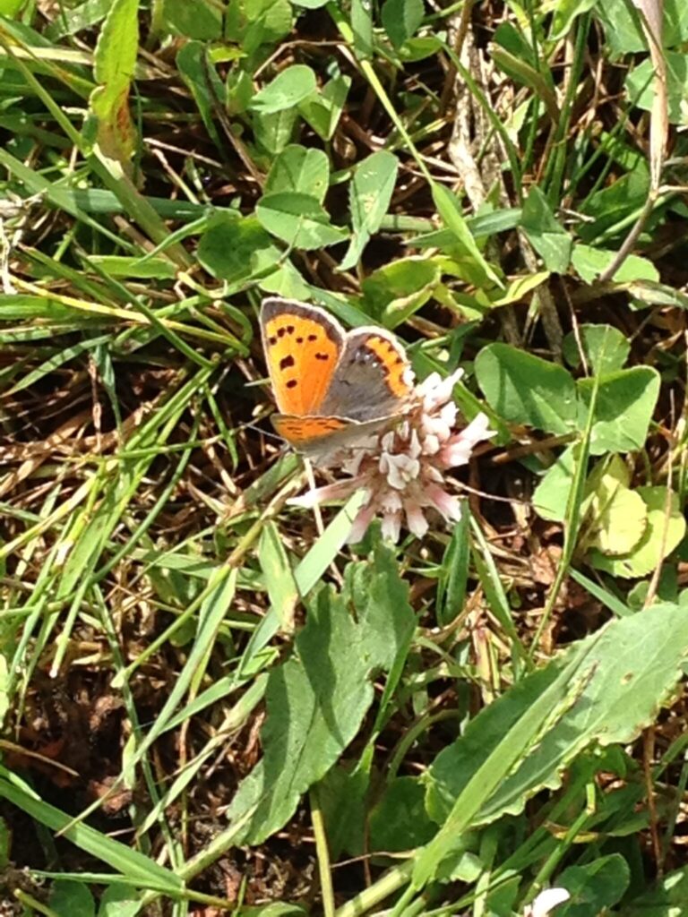 Lille ildfugl (Lycaena phlaeas) på Hvidkløver (Trifolium repens). Denne er fundet på Baunesletten I Nordsjælland tilbage i 2017. Ildfugl.com, Sommerfugle og deres forvaltning, Lille ildfugl.