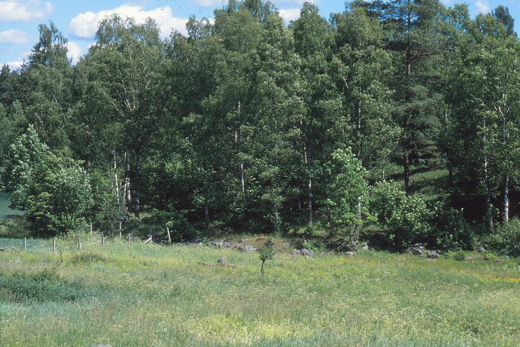 Her ses Askeboda-lokaliteten i Sverige i 1998. Dengang var Mnemosyne (Parnassius mnemosyne) meget talrig her. Desværre er arten forsvundet her. I dag ser området stadig ud til at være Mnemosyne egnet. Læg mærke til den meget blomsterrige vegetation, hvor arten trives i. Billedet er taget af Klaus Hermansen. Beskyttelse af Mnemosyne. Ildfugl.com.