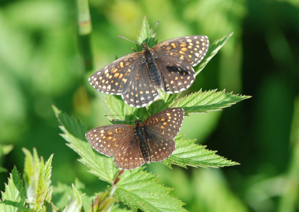 Forvaltning af Mørk Pletvinge (Melitaea diamina), forvaltning af dagsommerfugle, ildfugl.com.
