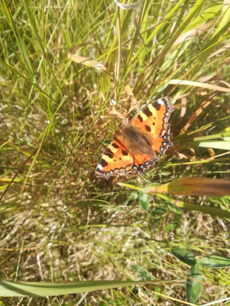 Nældens Takvinge (Aglais urticae) solbader på en samling græsstrå. De elsker varme, og de holder derfor til på steder med masser af sol. Solen er derfor et vigtigt element, hvis man planlægger at lave en have til sommerfuglen. Billedet er taget på Baunesletten i juni 2019 af Zelina Elex Petersen. Beskyttelse af Nældens Takvinge. Beskyttelse af Dagsommerfugle. Ildfugl.com