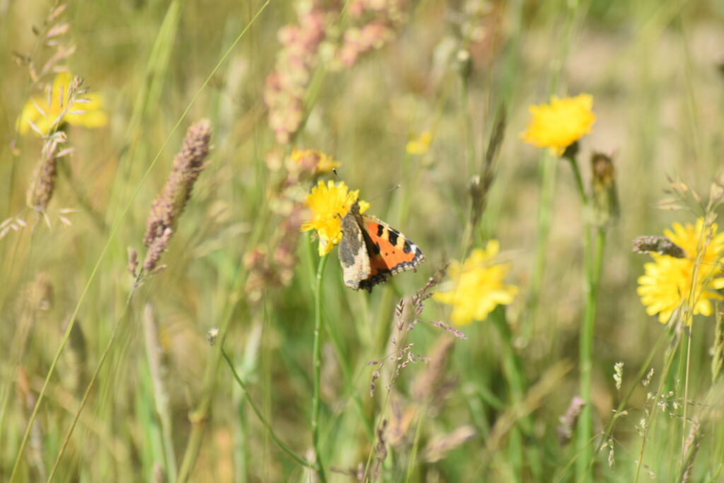 Nældens Takvinge (Aglais urticae) på Almindelig Kongepen (Hypochoeris radicata). Beskyttelse af Nældens Takvinge. Beskyttelse af Dagsommerfugle. Ildfugl.com