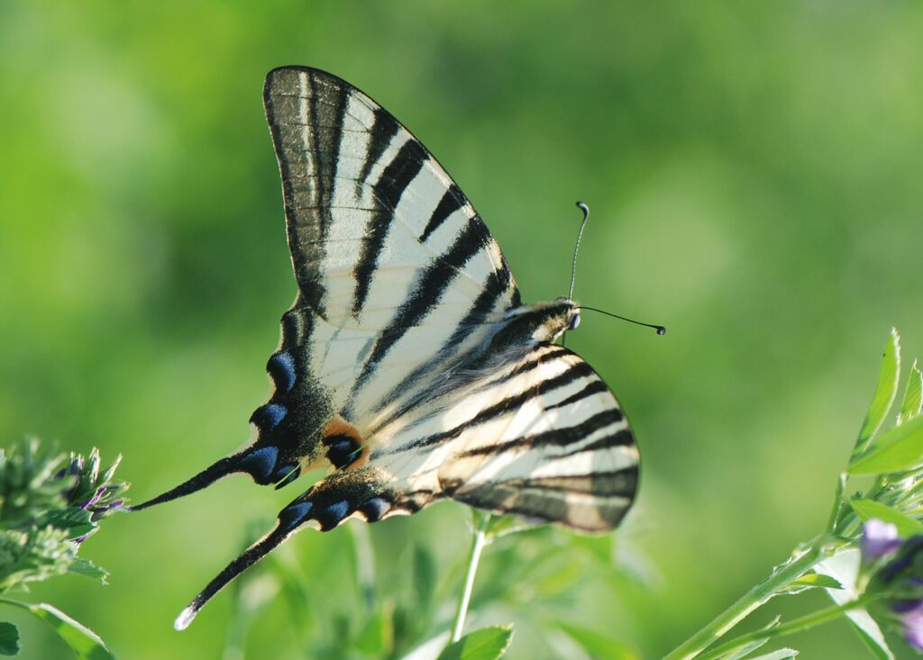 Sydeuropæisk Svalehale (Iphiclides podalirius) en nær slægtning til Svalehale (Papilio machaon Linnaeus). Svalehale forvaltning - Forvaltning af Dagsommerfugle - Ildfugl.com. Billedet er taget af Klaus Hermansen, på Kreta år 2014.